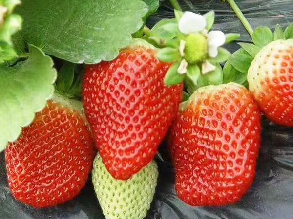 蒙特瑞草莓苗